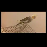 فروش یا معاوضه عروس هلندی ماده مست