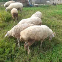 گوسفند زنده|حیوانات مزرعه|رشت, حومه رشت|دیوار