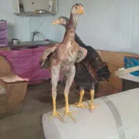 خروس لاری