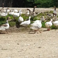 قاز|پرنده|سعدآباد, |دیوار