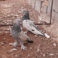کبوتر سینه سبز نر|پرنده|شیراز, شاپورجان|دیوار