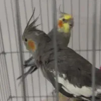 عروس هلندی|پرنده|رفسنجان, |دیوار