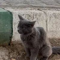 گربه پیدا شده