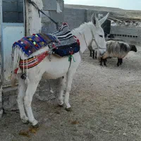 یک راس قاطرماچه جوان سرحال سواری وباری  بسیار اصیل|حیوانات مزرعه|شیراز, شریف‌آباد|دیوار