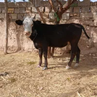 گوساله