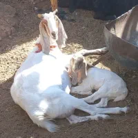 بز پاکستانی شیرا با بزغاله ماده