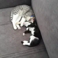 واگذاری گربه ماده و نر