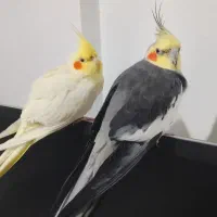 یک جفت عروس یکی نر و یک ماده