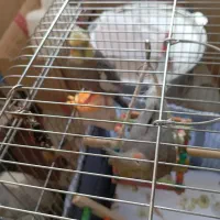 عروس هلندی|پرنده|یزد, |دیوار