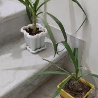 گل سوسن|گل و گیاه طبیعی|یزد, |دیوار