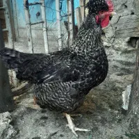 مرغ و خروس|حیوانات مزرعه|مسجد سلیمان, |دیوار