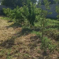 باغچه ۳۰۰ متری