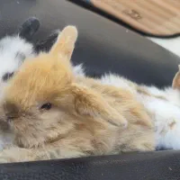 خرگوش لوپ دوماهه|موش و خرگوش|پرند, فاز ۴|دیوار