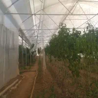 فروش گلخانه|فروش دفتر صنعتی، کشاورزی، تجاری|عسگران, |دیوار