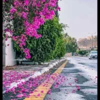 همکار