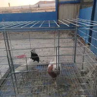 تعدادی سفید و طوقی