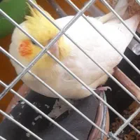 طوطی عروس هلندی گم شده