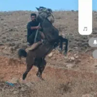اسب دره شوری سن ۳به۴ پرخون سردم گیر عالی
