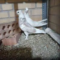 جوجه شازده سرور (سهره) عروس هلندی