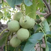 فروش نهال گردو خوشه انگوری پوست کاغذی اسرائیلی