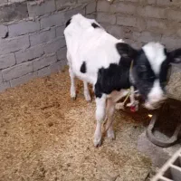 گوسالهنر|حیوانات مزرعه|زهک, |دیوار