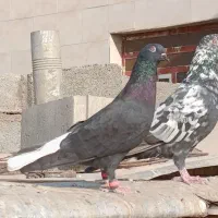 کبوتر اشعل|پرنده|باوی, |دیوار