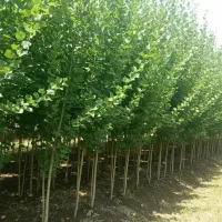 فرصت طلایی خرید نهال صنـوبر نیگرا (سود تضمینی)|خدمات باغبانی و درختکاری|تبریز, |دیوار