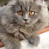 گربه نژاد بریتیش بلو