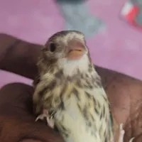 جوجه سهره قناری