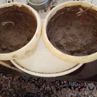 فروش نهال انبه