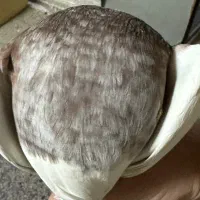 طوقی|پرنده|یزد, |دیوار