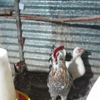 خروس گلین معاوزه