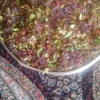 زرشک کوهی تازه|خوردنی و آشامیدنی|شیراز, حجت آباد|دیوار
