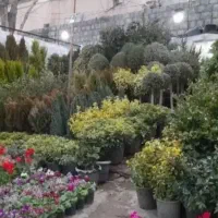 خدمات باغبانی فروش گل تعویض خاک گلدان گلکاری باغ|خدمات باغبانی و درختکاری|تهران, قیطریه|دیوار