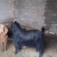 چبش بز رون درجه یک|حیوانات مزرعه|شیراز, کرونی(خاتونک)|دیوار