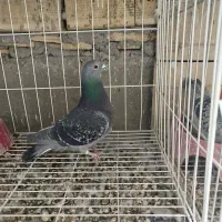 سه.عددکبوتر‌پلاکی‌مسافتی‌پدر‌مادر‌نشسته