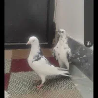 پیش کسی هست بفروش به خودم