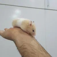 همستر|موش و خرگوش|مشهد, وکیل‌آباد|دیوار