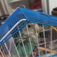 طوطی برزیلی|پرنده|نظرآباد, نظرآباد|دیوار