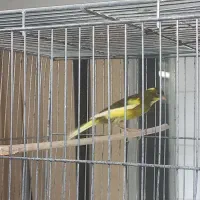 جفت قناری آماده|پرنده|اردکان, |دیوار