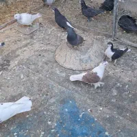 کبوترپشت صید