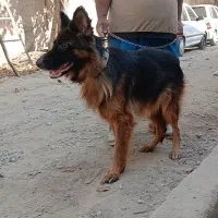 ماده ژرمن معاوضه با قناری