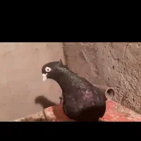 زاغ|پرنده|مسجد سلیمان, |دیوار
