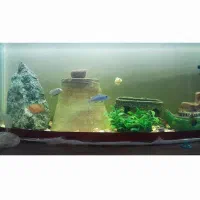 گوپیو سیچیلاید|ماهی|باغ حلی, |دیوار