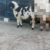 بره ماده چاق