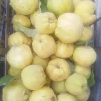 فروش به محلی