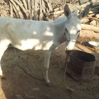 فروش یه الاغ نر گله ای سالم به شرط|حیوانات مزرعه|کوهدشت, |دیوار