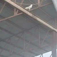 تعدادی کبوتر پرشی|پرنده|علیآباد کتول, |دیوار