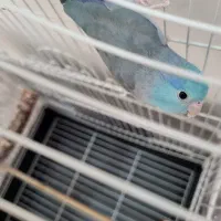 طوطی پروتلت|پرنده|تهران, منیریه|دیوار