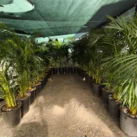 نخل اریکا دو متر و بیست سانتیمتری در بندرعباس